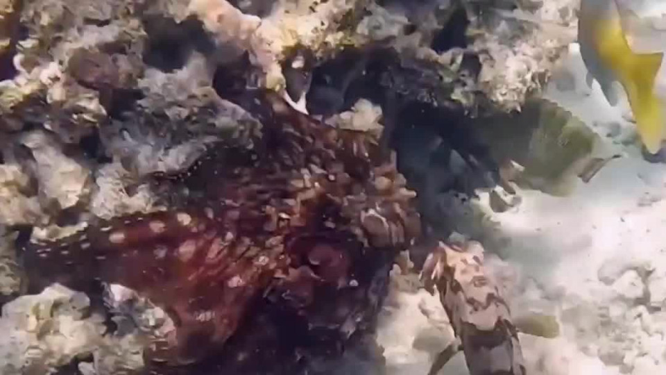 Octopus Punches a Fish Buzz Videos