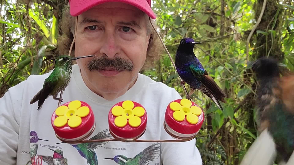 Hummingbird Hat Feeder Buzz Videos
