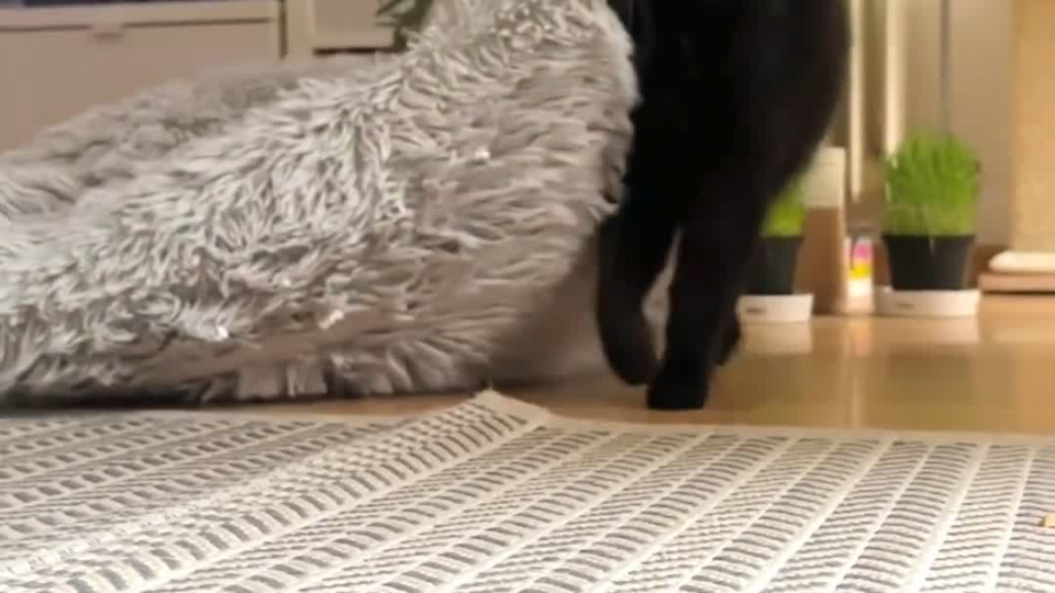 Cat Drags Bed To Better Corner Buzz Videos