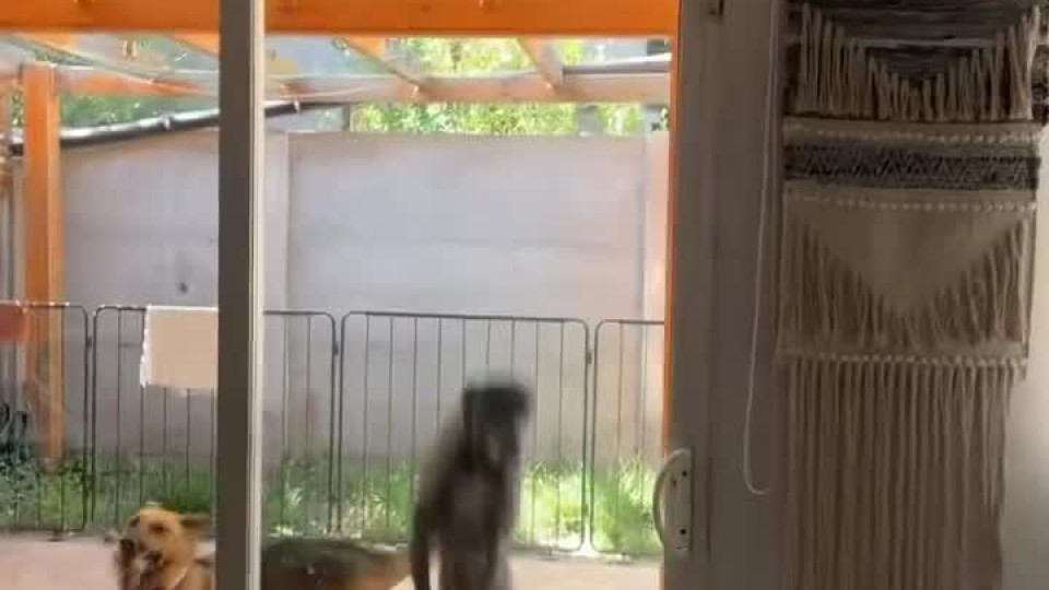 Greyhound Jumps With Excitement Buzz Videos