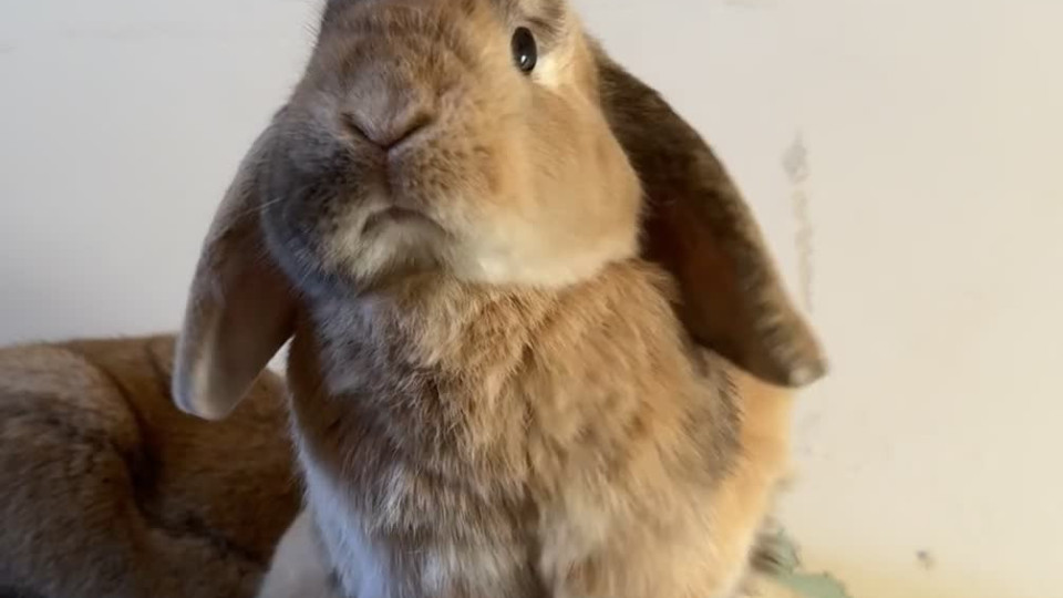 Little Bunny Makes a Big Yawn Buzz Videos