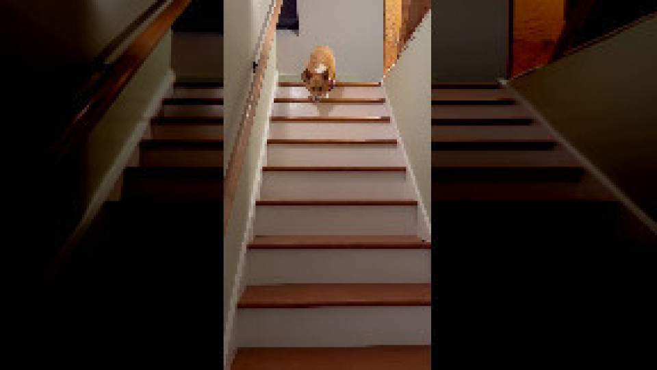 Hops Down Stairs Buzz Videos