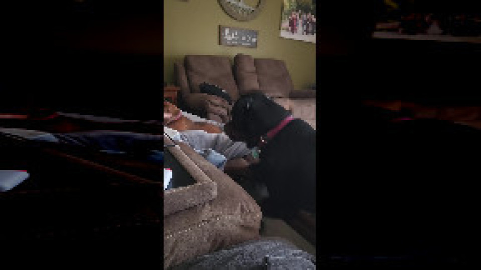 Rottweiler Throws A Fit Buzz Videos